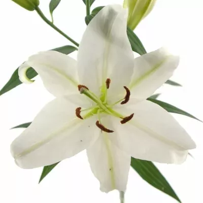 LILIUM OR MOSCOW