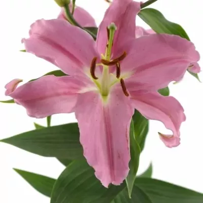 Lilie OR PINK EXPRESSION 80cm/5+
