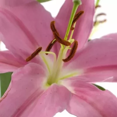 Lilie OR PINK EXPRESSION 80cm/5+