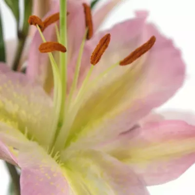 Lilie OR PINK MYSTERY 90cm/5+