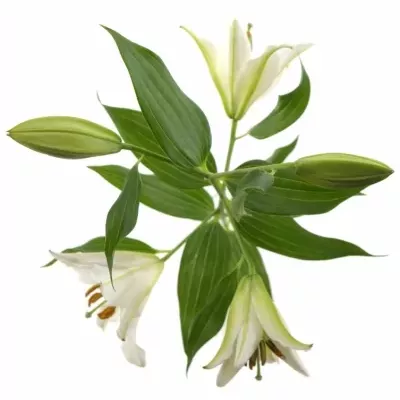 LILIUM OR RIALTO