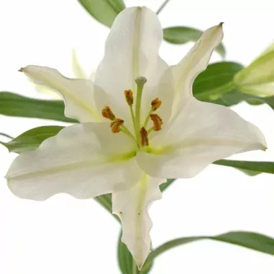 LILIUM OR RIALTO