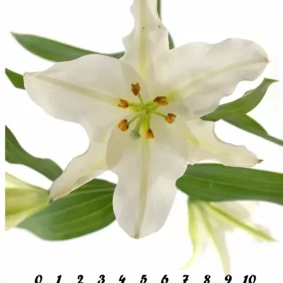 LILIUM OR RIALTO