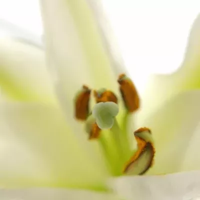 LILIUM OR RIALTO