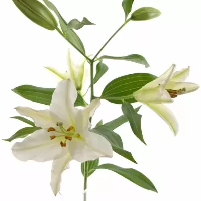 LILIUM OR RIALTO