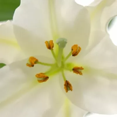 LILIUM OR RIALTO