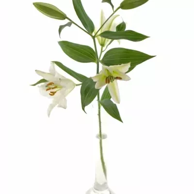 LILIUM OR RIALTO