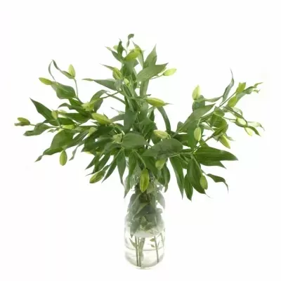 LILIUM OR RIALTO