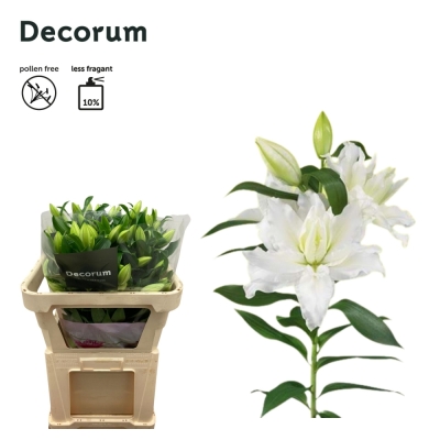 LILIUM OR ROSELILY DEBRA