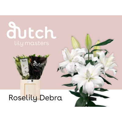 LILIUM OR ROSELILY DEBRA