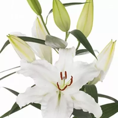 Lilie OR WHITE PROUD 80cm/3+