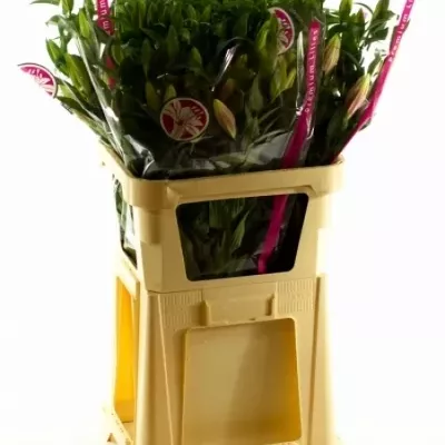 Lilie OR WILLEKE ALBERT 90cm/5+