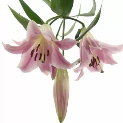 LILIUM OR X FACTOR 