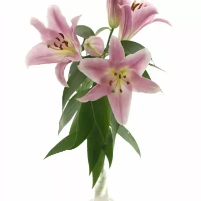 LILIUM OR X FACTOR 