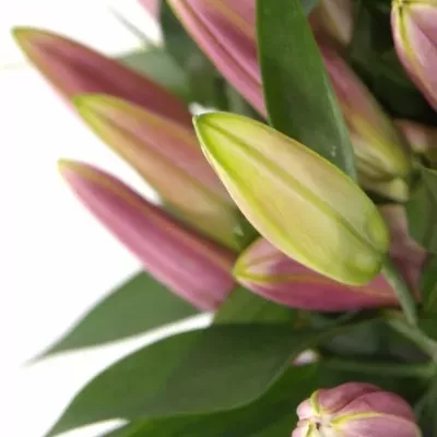 LILIUM OR X FACTOR 
