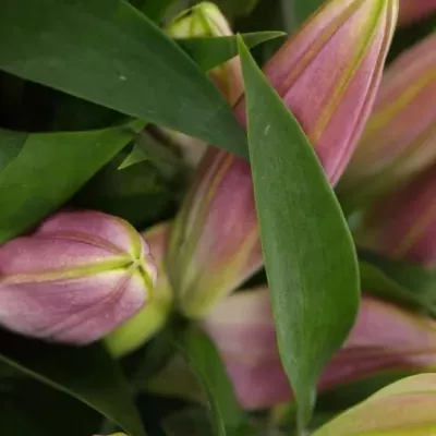 LILIUM OR X FACTOR 