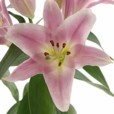 LILIUM OR X FACTOR 