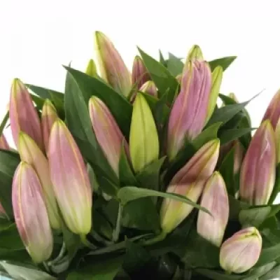 LILIUM OR X FACTOR 