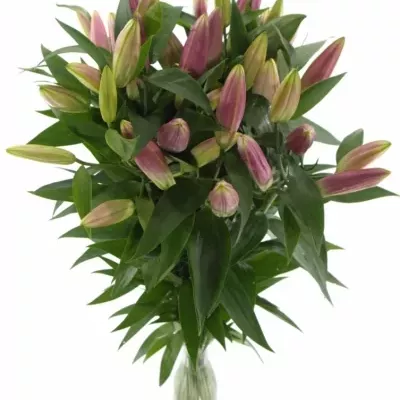 LILIUM OR X FACTOR 