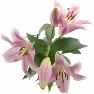 LILIUM OR X FACTOR 