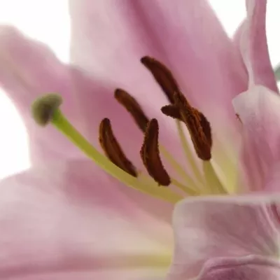 LILIUM OR X FACTOR 