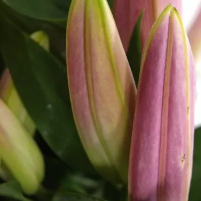 LILIUM OR X FACTOR 