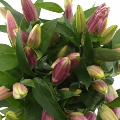 LILIUM OR X FACTOR 