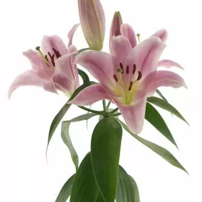 LILIUM OR X FACTOR 