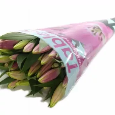 LILIUM OR X FACTOR 