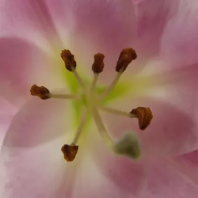 LILIUM OR X FACTOR 