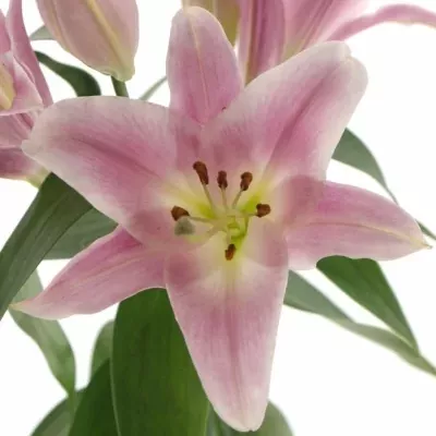 LILIUM OR X FACTOR 