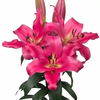 LILIUM OT NOTTING HILL 100cm/3+ LIMITED