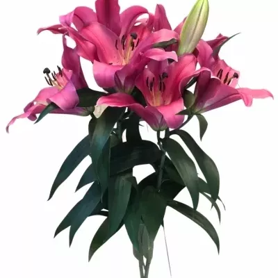 LILIUM OT NOTTING HILL 100cm/4 