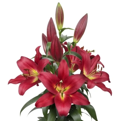 LILIUM OT TOUCHSTONE