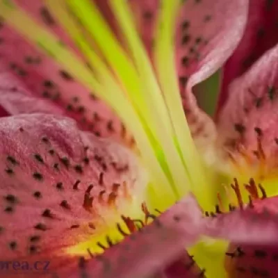 Lilie OR MONTEZUMA 90cm/5+