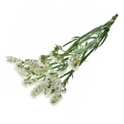 LIMONIUM BARBIE WINGS