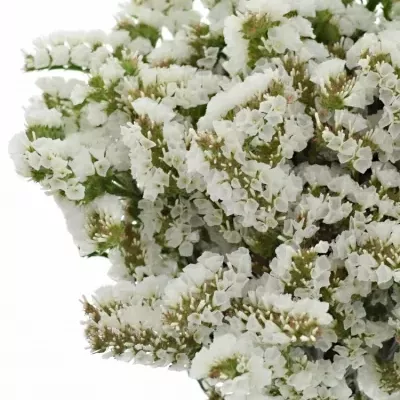 LIMONIUM CRYSTAL WHITE