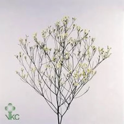 LIMONIUM LUCKY DIAMOND 55cm/22g
