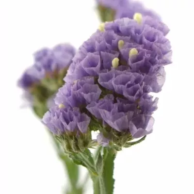 LIMONIUM MADIBA SUN BIRDS