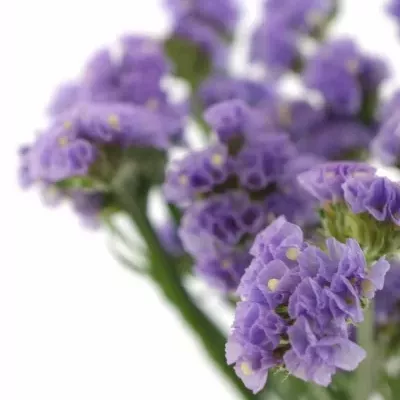 LIMONIUM MADIBA SUN BIRDS