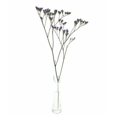 LIMONIUM MAINE BLUE