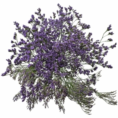 LIMONIUM MAINE BLUE