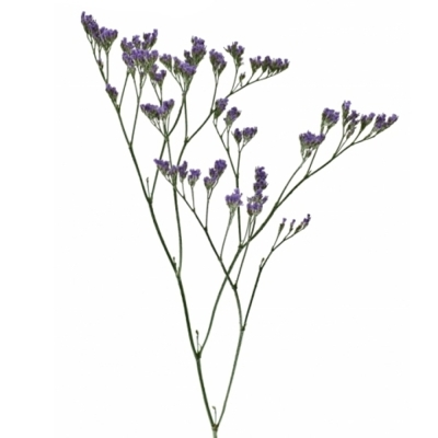 LIMONIUM MAINE BLUE