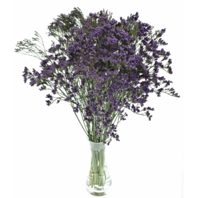LIMONIUM MAINE BLUE