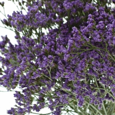 LIMONIUM MAINE BLUE 60cm/20g
