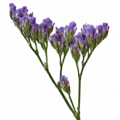 LIMONIUM MAINE BLUE