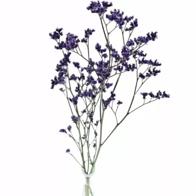 Limonium OHIO BLUE 60cm/50g
