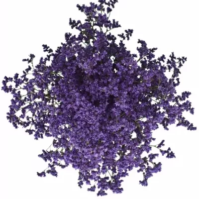 Limonium OHIO BLUE 60cm/50g