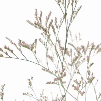 LIMONIUM PINK EMILLE 80cm/40g