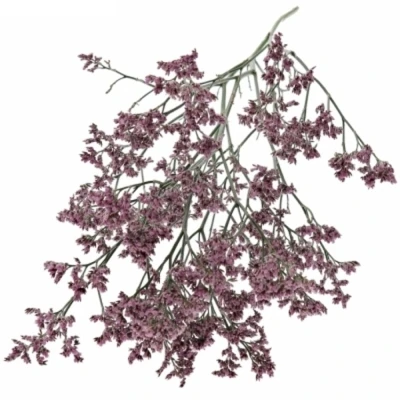 Limonium PIUMA PINK TOUCH